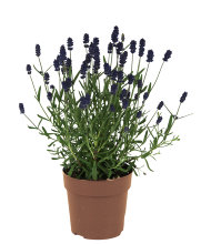 Lavendel 'Lavendula Augustifolia' 10,5 cm potte